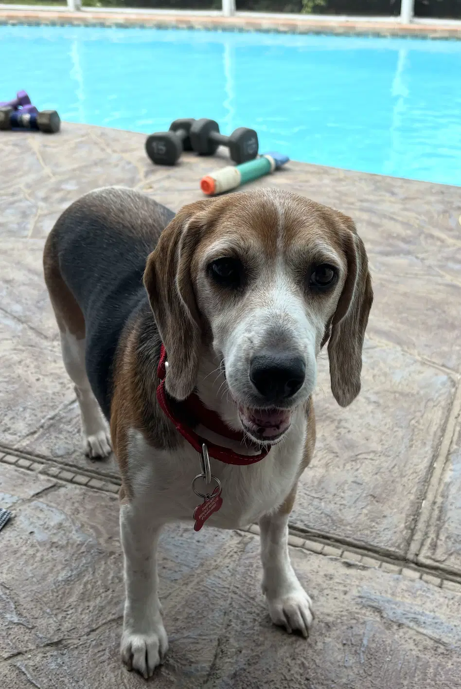 Granny Franny - Beagle