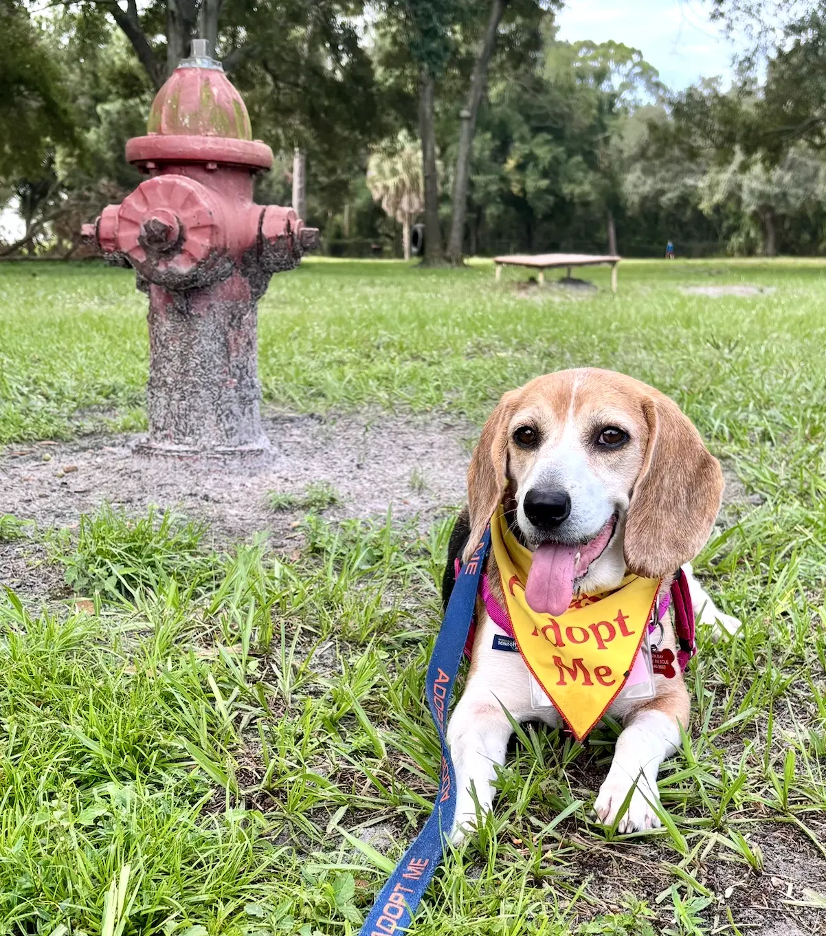 Granny Franny - Beagle