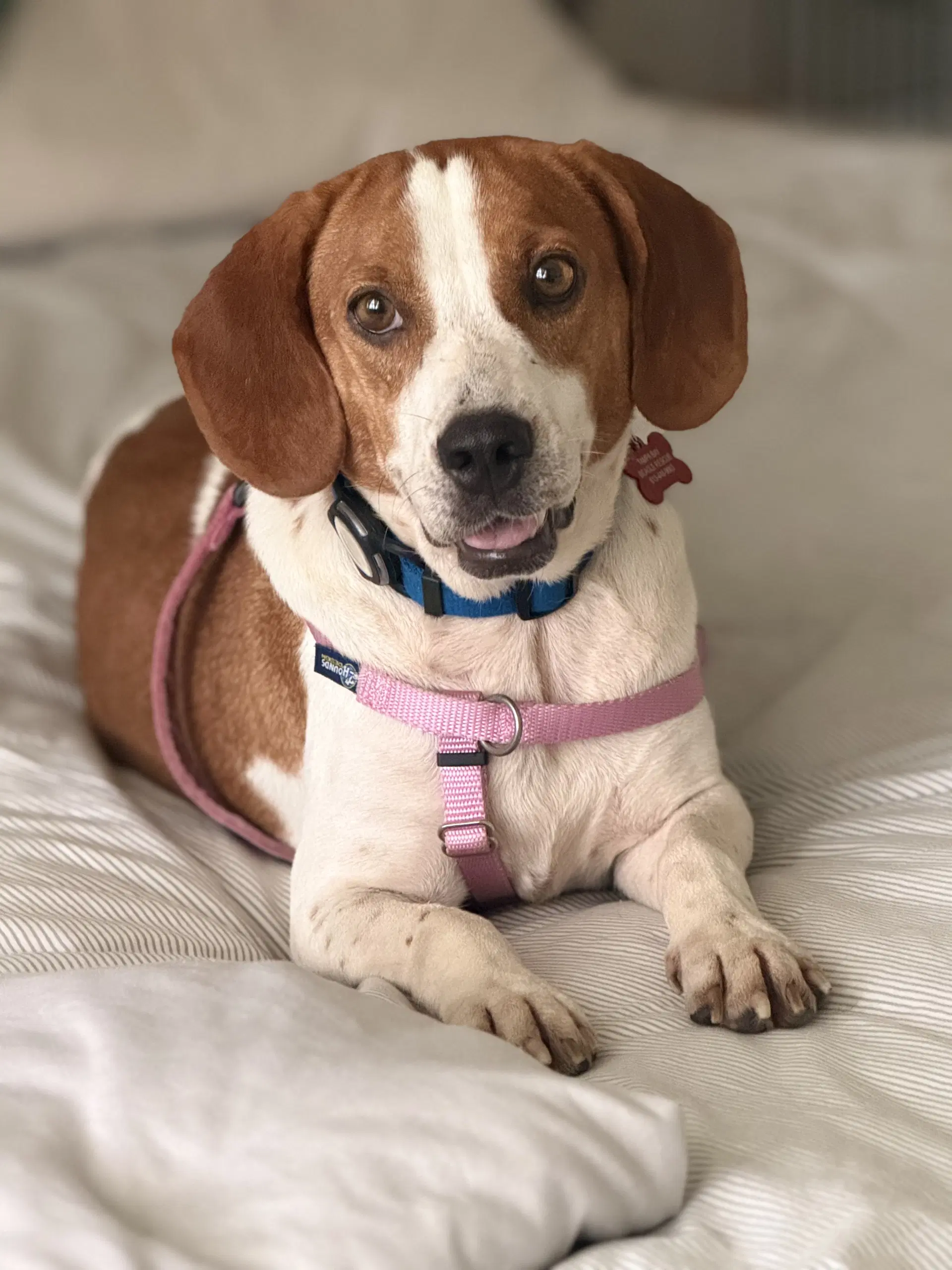 Lili Pad - Beagle