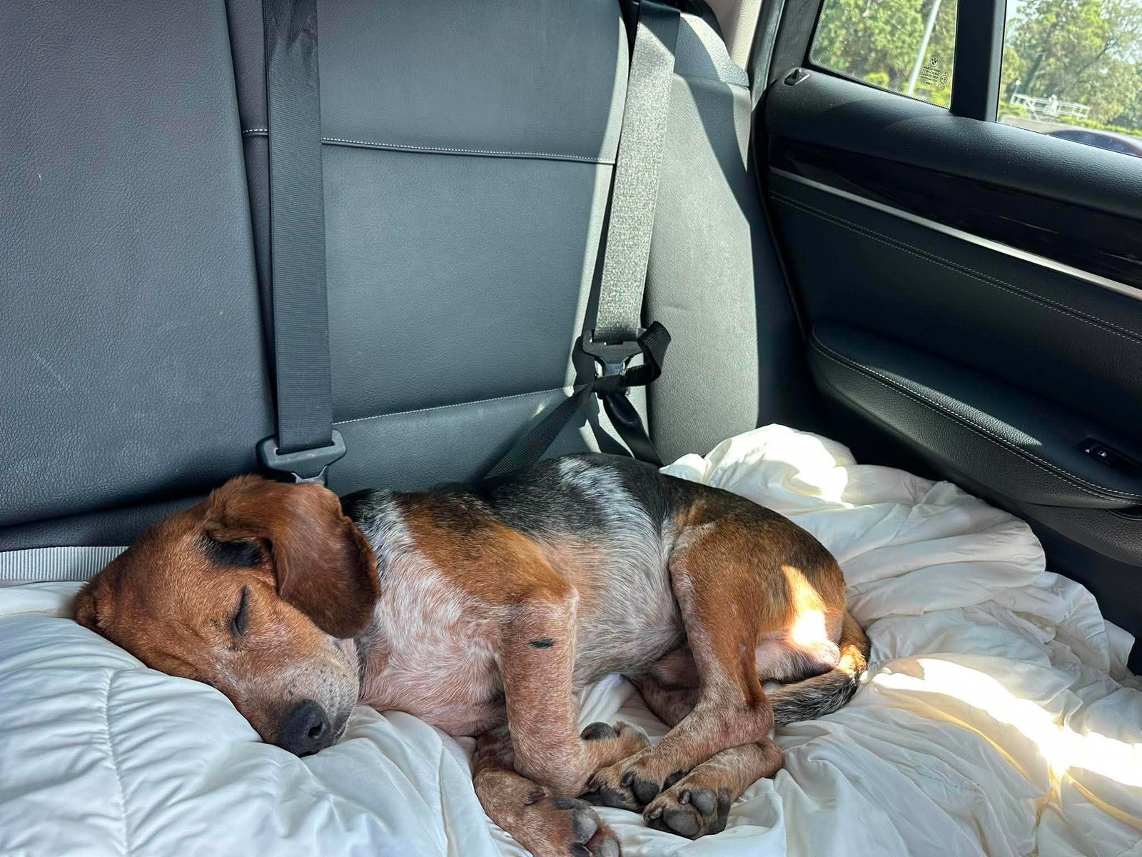 Leroy Jenkins, Beagle