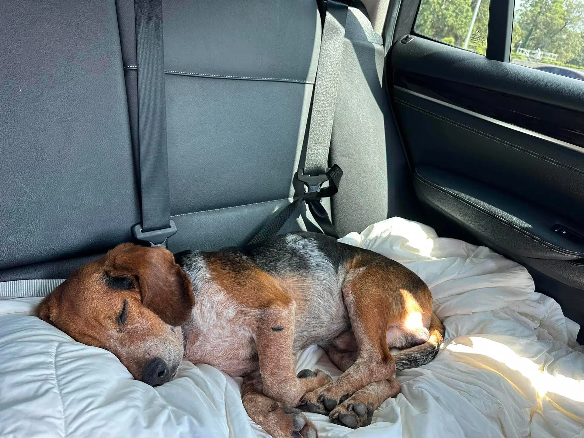 Leroy Jenkins - Beagle