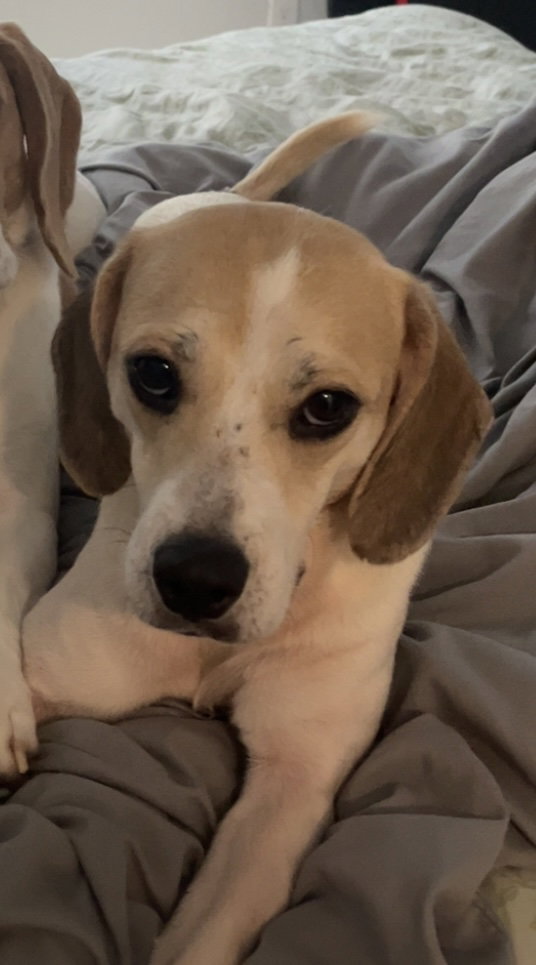 Chloe Grace, Beagle