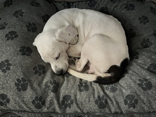 Photo 3 of Brownie III