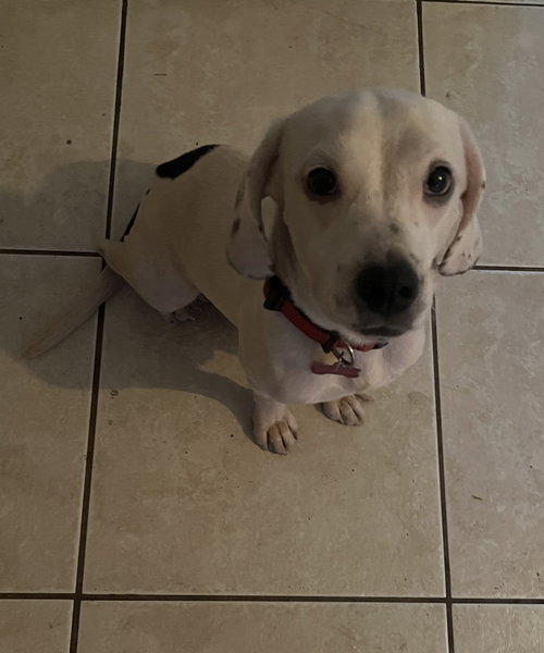 Brownie III, a dog for adoption from Tampa Bay Beagle Rescue, Inc.