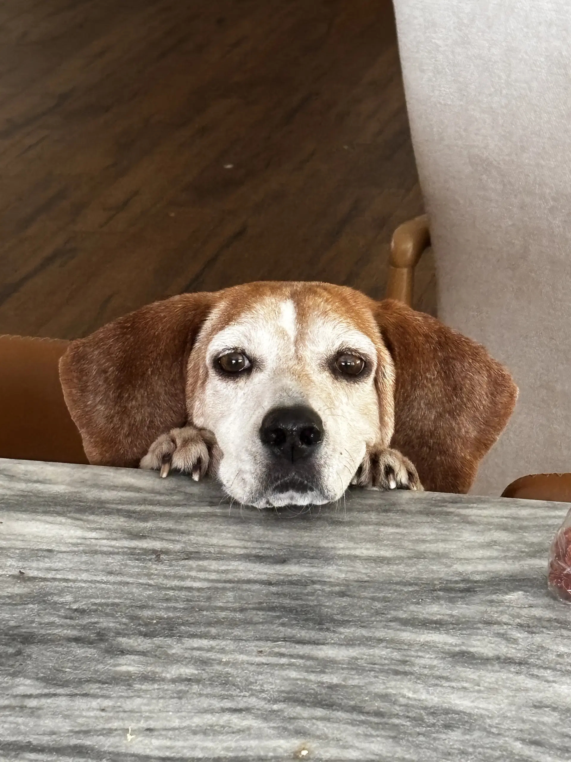 Mabel Joy - Beagle