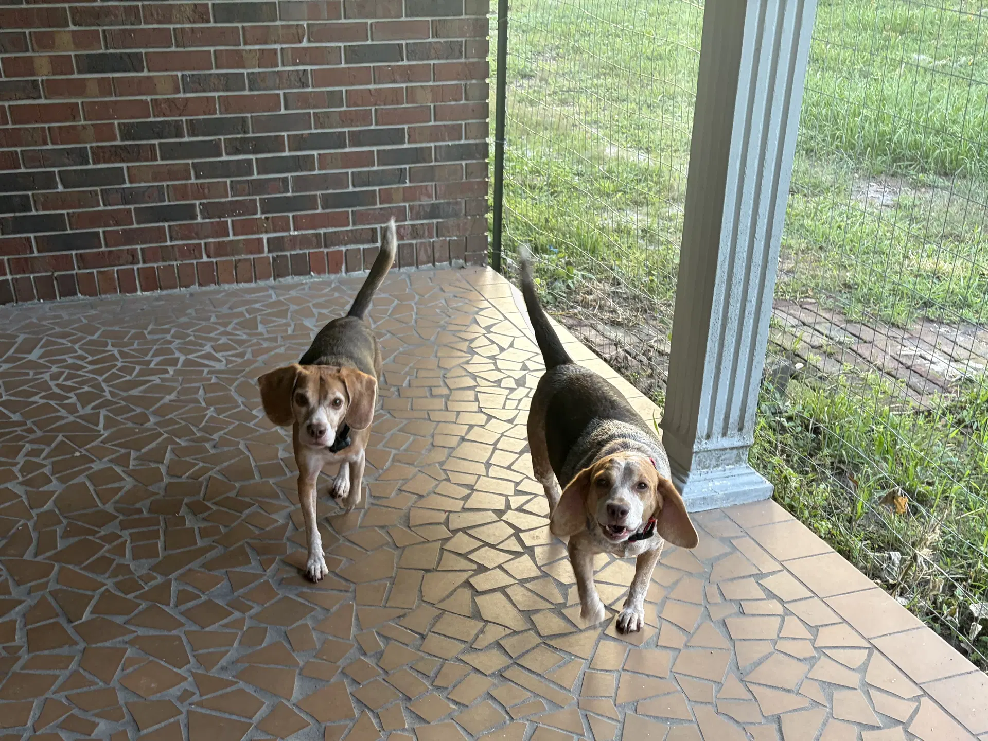 Angus And Rosie - Beagle