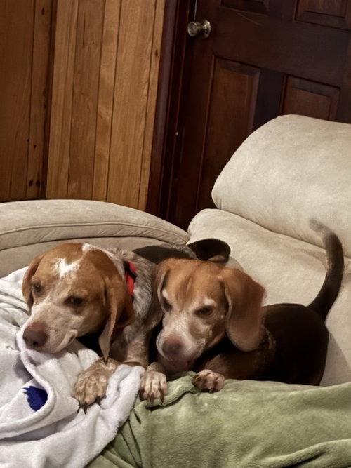 Angus and Rosie photo 2