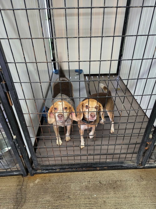 Angus and Rosie photo 4