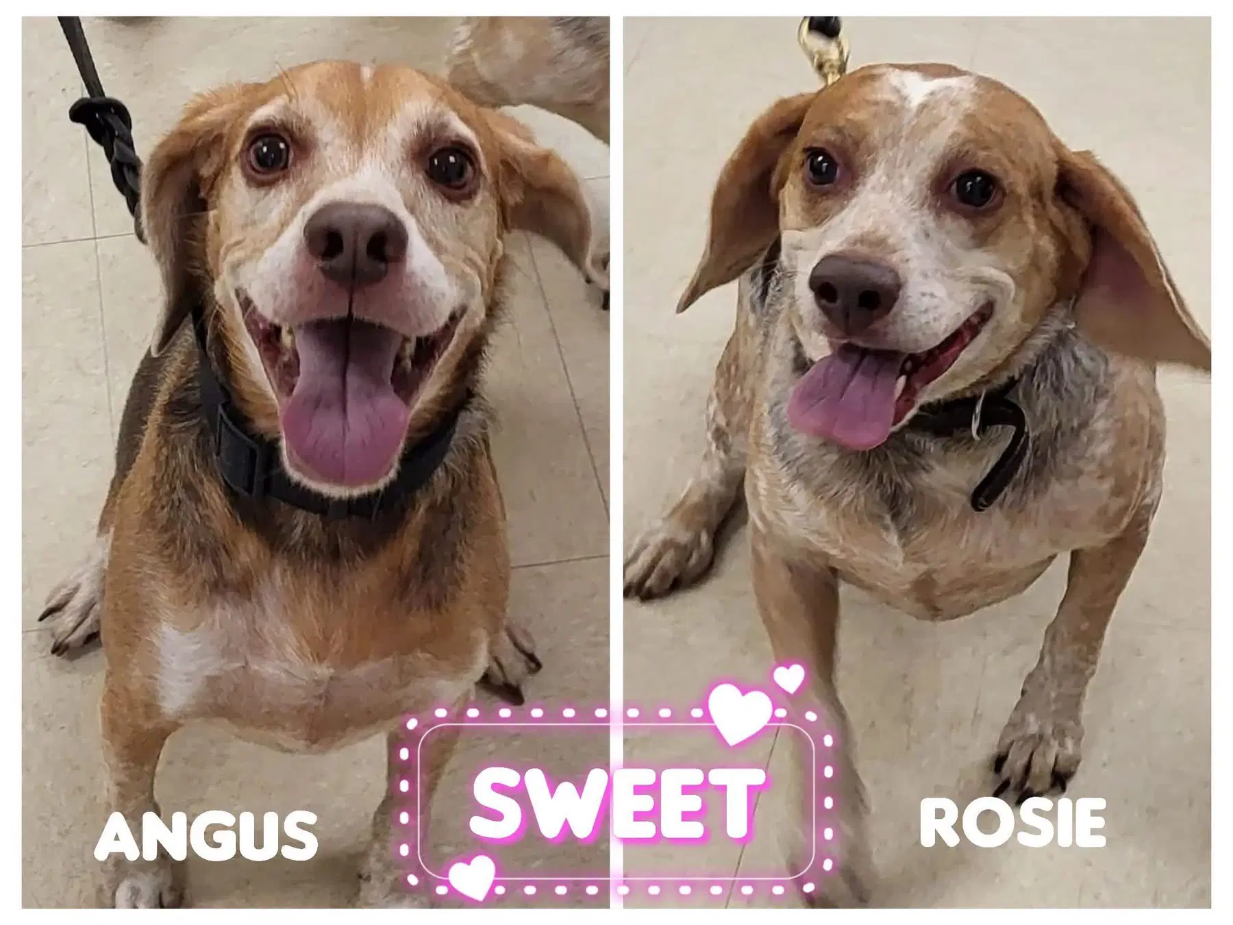 Angus And Rosie image 2