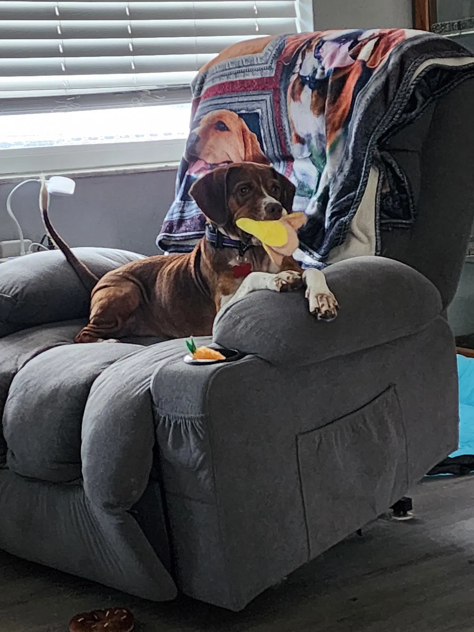 Helga - Beagle