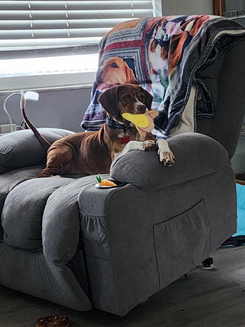 Helga, a dog for adoption from Tampa Bay Beagle Rescue, Inc.
