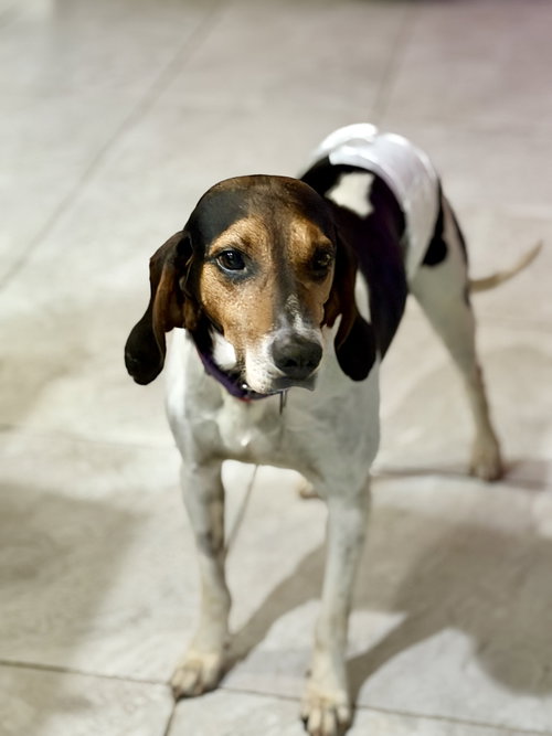 Herby, a dog for adoption from Tampa Bay Beagle Rescue, Inc.