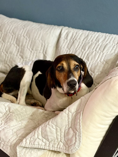 Photo 4 of Herby