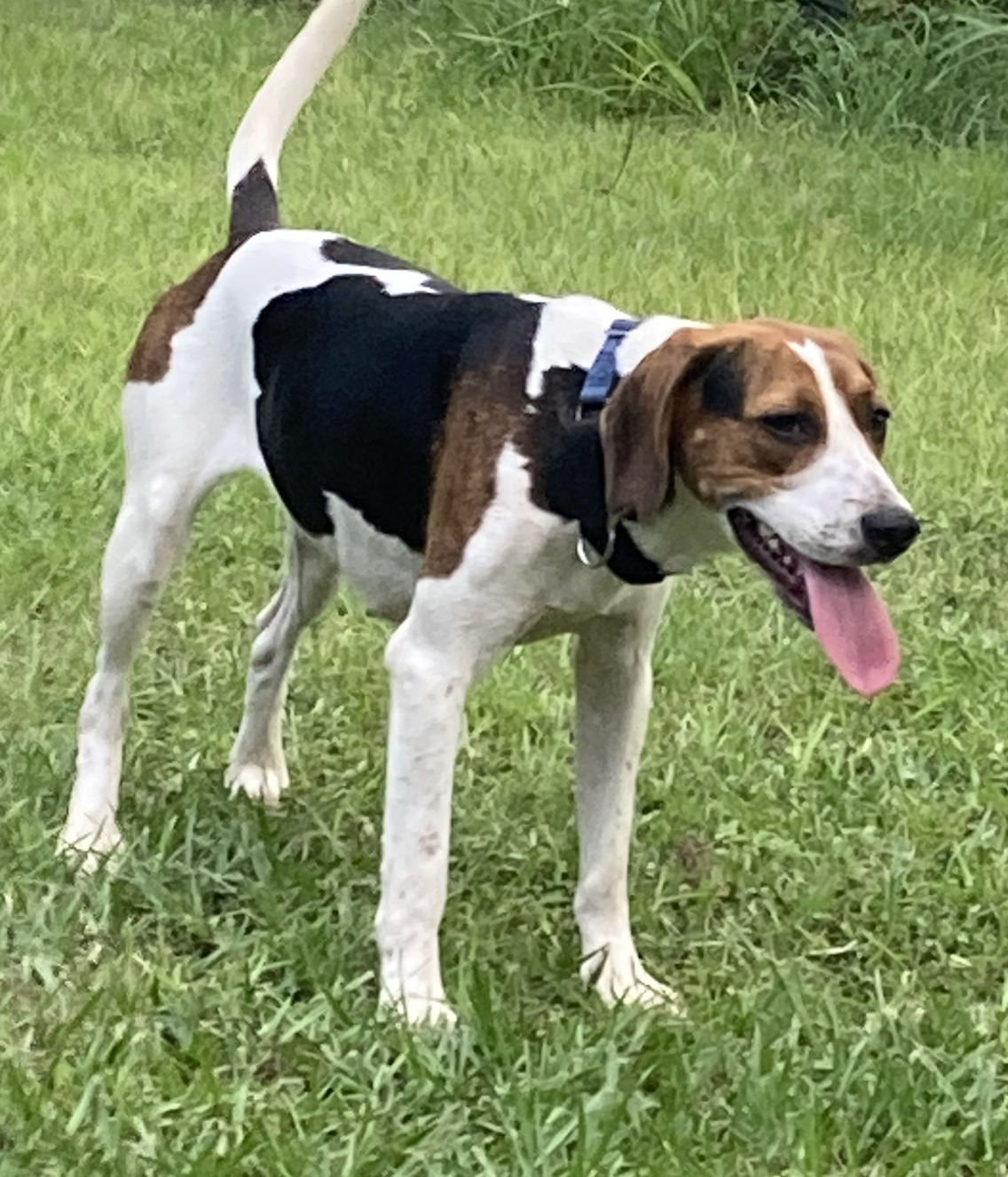 Siri, Hound