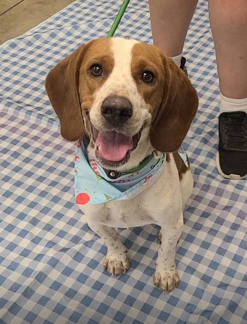 Dallas IV, a dog for adoption from Tampa Bay Beagle Rescue, Inc.