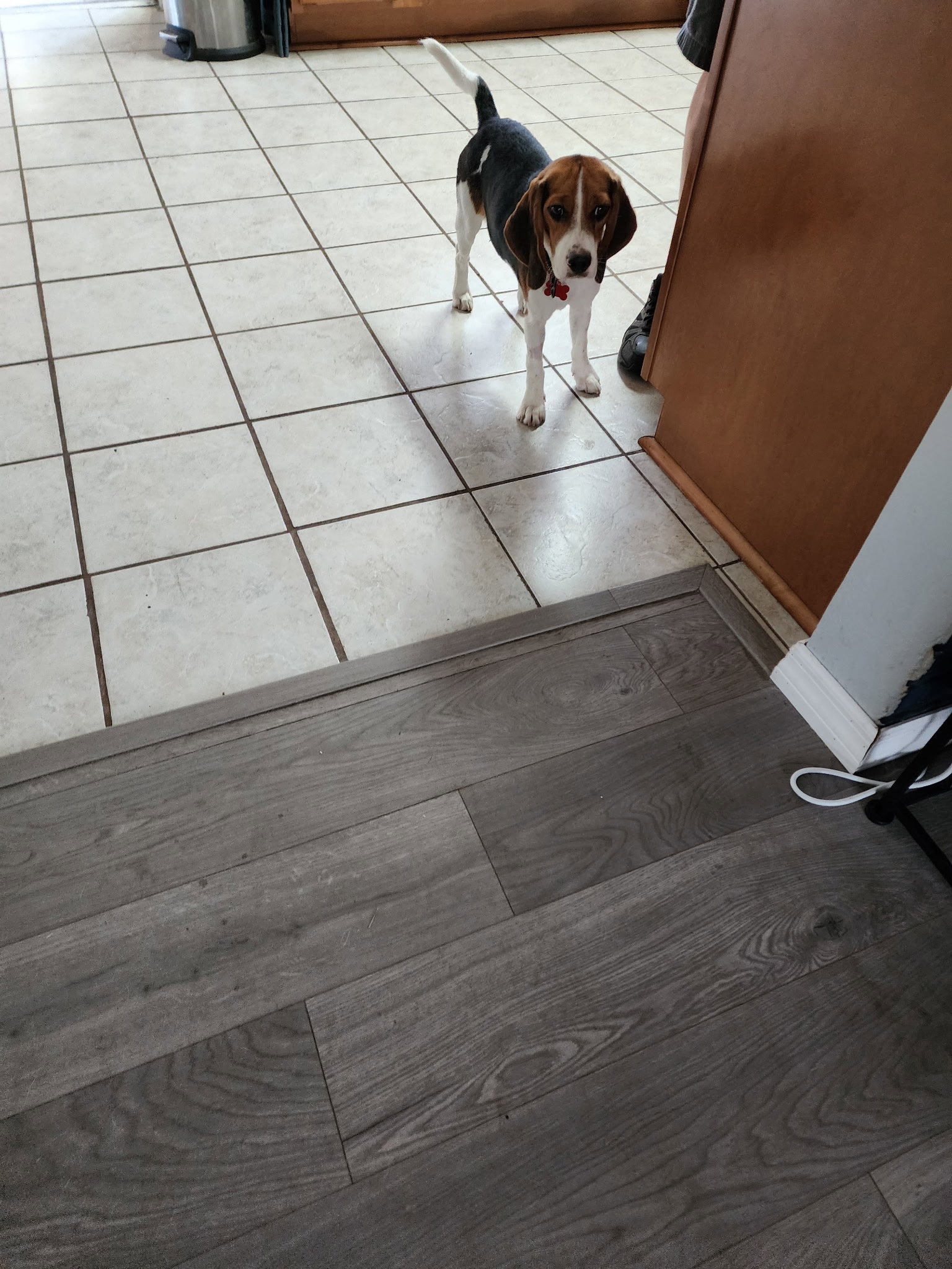 Sophia Sniffs, Beagle