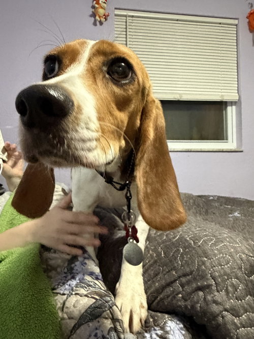 Laila Sniffs, a dog for adoption from Tampa Bay Beagle Rescue, Inc.