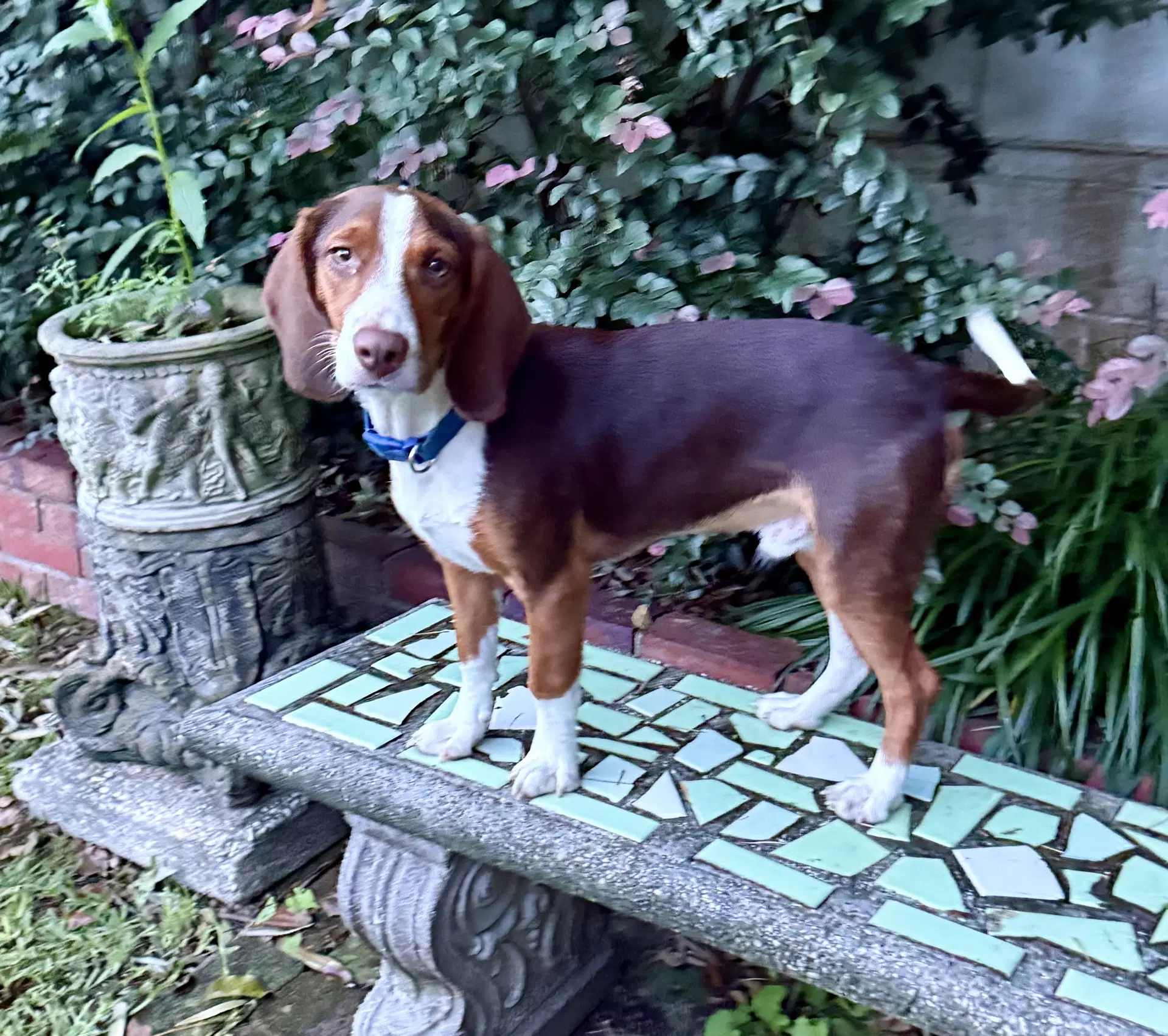 Banjo J - Beagle