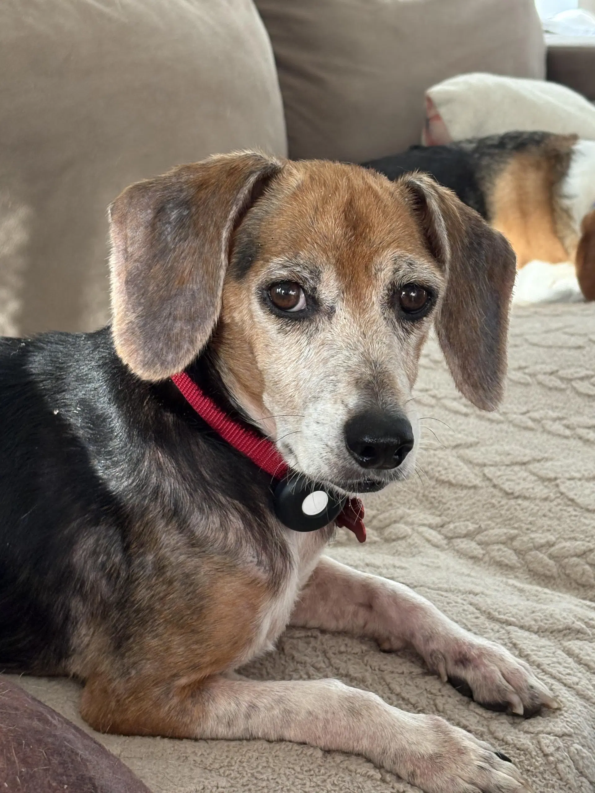 Ruby Red - Beagle