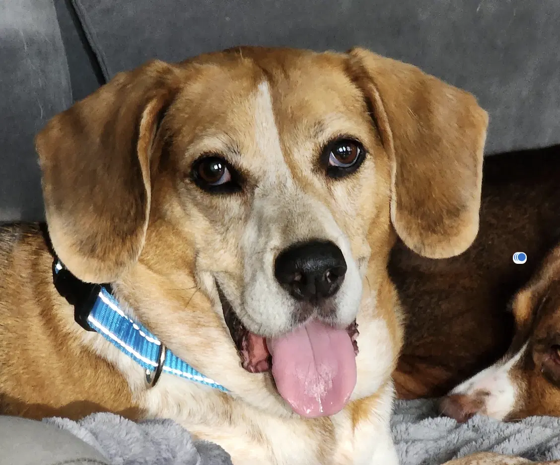 Lena - Beagle