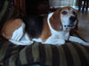 Butch II