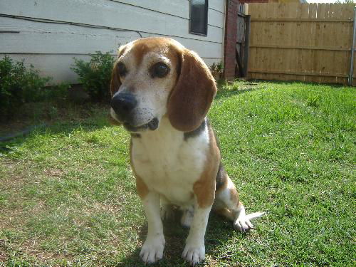 Huckleberry
