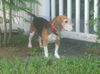 Huckleberry