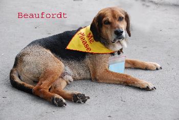 Beaufordt