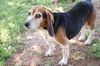 Sammy II