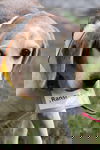 Ransom