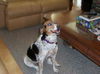 Pepper