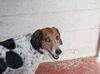 Pepper