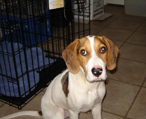 Beauregard II