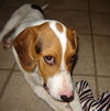 Beauregard II