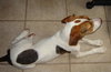 Beauregard II