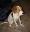 Beauregard II
