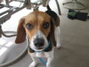 Baxter