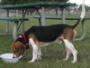 Baxter