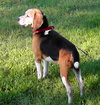 Chipper