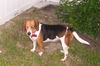 Daisy VII
