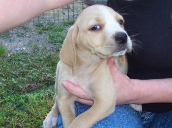 Lisa's Puppy #1