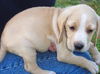 Lisa's Puppy #1