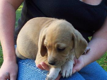 Lisa's Puppy #2