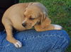 Lisa's Puppy #2