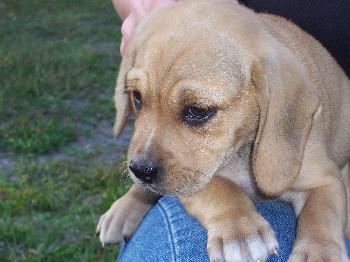 Lisa's Puppy #3
