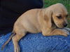 Lisa's Puppy #3