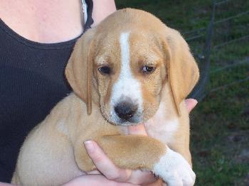 Lisa's Puppy #5