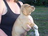 Lisa's Puppy #5