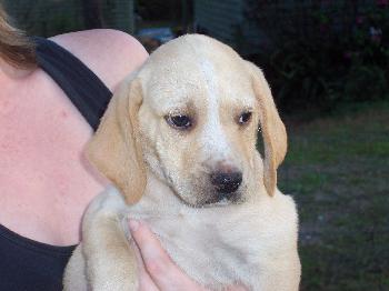 Lisa's Puppy #6