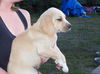 Lisa's Puppy #6
